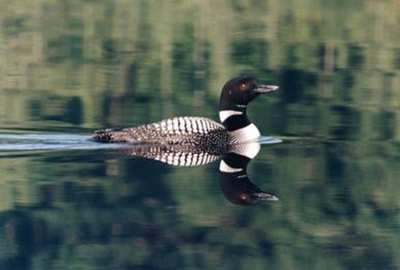 Solitary Loon Photograph